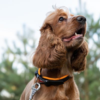 Ferplast Hundehalsband mit weicher Polsterung und ERGOFLUO C