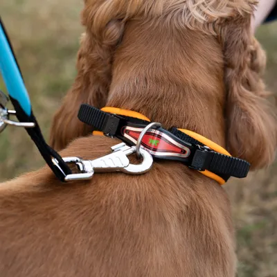 Ferplast Collier pour chiens avec rembourrage moelleux et ERGOFLUO C Ferplast Collier pour chiens avec rembourrage moelleux et ERGOFLUO C