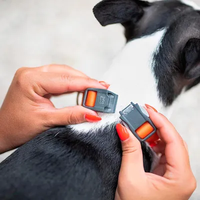 Ferplast Collier en polyester et PVC pour chien avec boucle EVOLUTION C