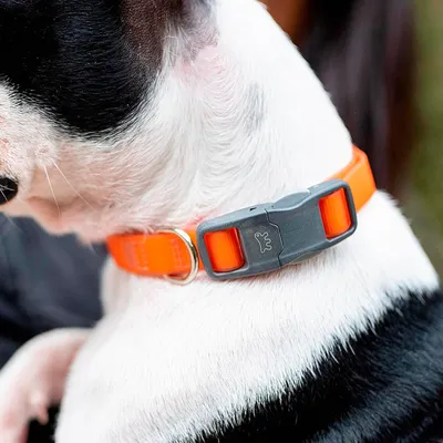 Ferplast Collier en polyester et PVC pour chien avec boucle EVOLUTION C