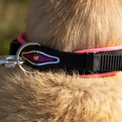Ferplast Collier pour chiens avec rembourrage souple et ERGOFLUO C