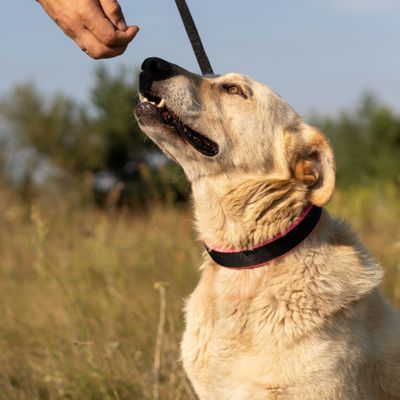 Ferplast Hundehalsband mit weicher Polsterung und ERGOFLUO C