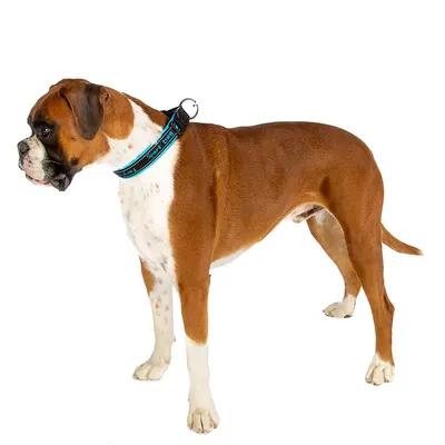 Ferplast Collier pour chiens avec rembourrage soft. SPORT DOG C