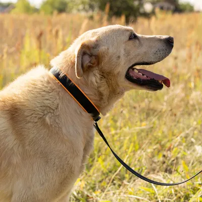 Ferplast Collier pour chiens avec rembourrage souple et ERGOFLUO C