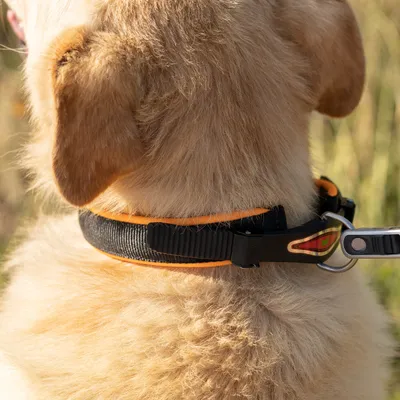 Ferplast Collier pour chiens avec rembourrage souple et ERGOFLUO C