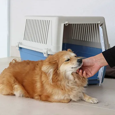Ferplast Kunststofftransportbox für große Katzen und kleine ATLAS EL