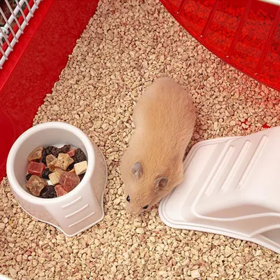 Cage pour Hamster Coney Island Maison de Rongeurs Multi-taille