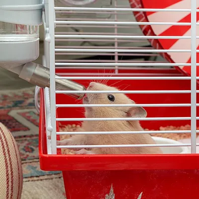 Cage pour Hamster Coney Island Maison de Rongeurs Multi-taille