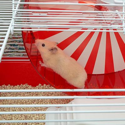 Cage pour Hamster Coney Island Maison de Rongeurs Multi-taille