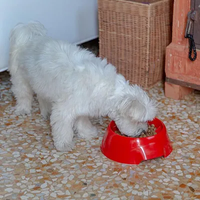 Ferplast Anti-Schling-Napf für Hunde. Verschiedene Farben MAGNUS SLOW