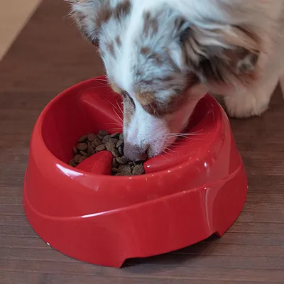 Ferplast Ecuelle anti-glouton pour chiens. Différentes MAGNUS SLOW