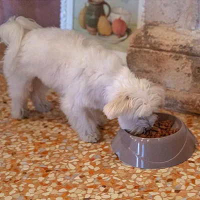 Ferplast Ecuelle anti-glouton pour chiens. Différentes MAGNUS SLOW