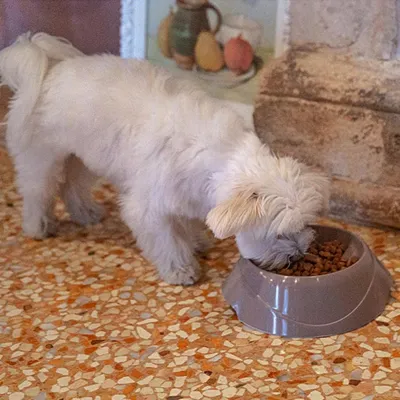 Ferplast Ecuelle anti-glouton pour chiens. Différentes MAGNUS SLOW