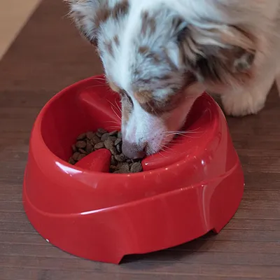 Ferplast Anti-Schling-Napf für Hunde. Verschiedene Farben MAGNUS SLOW