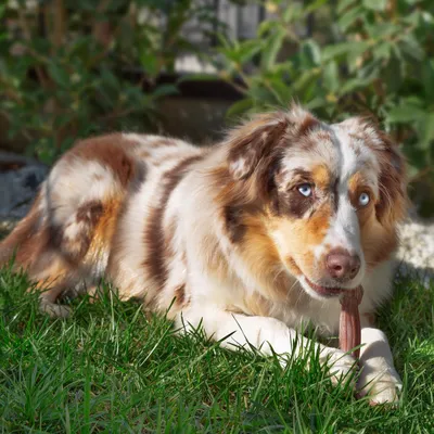 Ferplast Jouet à mâcher pour chiens au saveur de boeuf- 6 GOODBITE