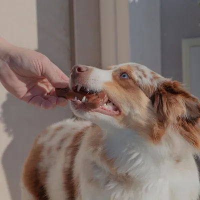 Ferplast Jouet à mâcher pour chiens au saveur de boeuf- 6 GOODBITE