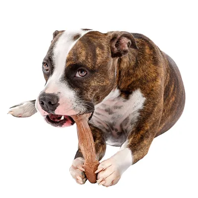 Ferplast Jouet à mâcher pour chiens au saveur de boeuf- 6 GOODBITE