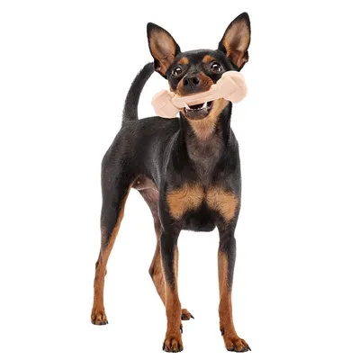 Ferplast Jouet à mâcher pour chiens au saveur de jambon- 6 GOODBITE