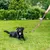 Ferplast Laisse de dressage pour chiens avec mousqueton TWIST MATIC GA Ferplast Laisse de dressage pour chiens avec mousqueton TWIST MATIC GA