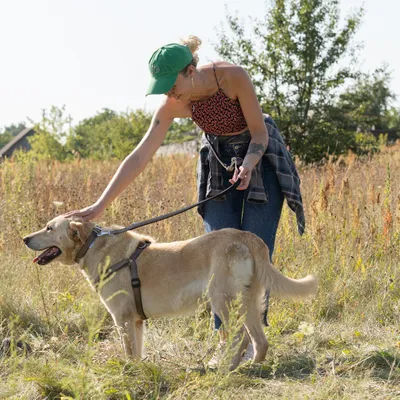 Ferplast Laisse en nylon pour le dressage des chiens. DAYTONA GA