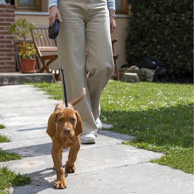 Ferplast Laisse extensible avec corde extensible pour FLIPPY ONE CORD