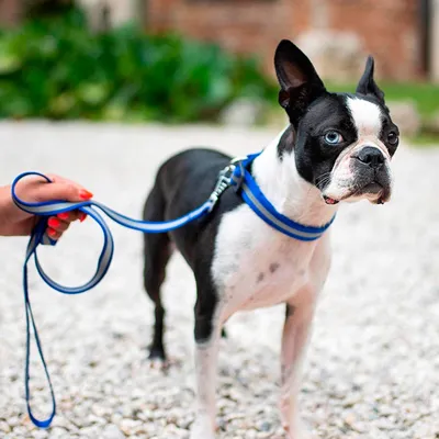 Ferplast Laisse réfléchissante pour chiens avec mousqueton CLUB REFLEX G