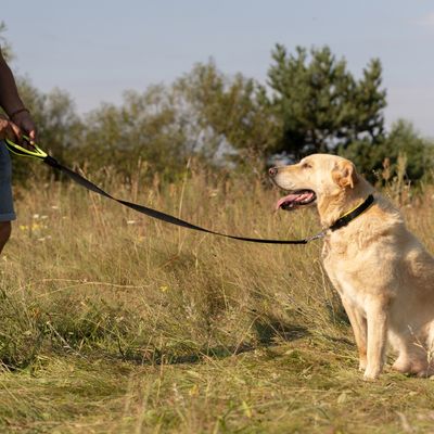 Ferplast Laisse pour chiens en nylon avec poignée ERGOFLUO G