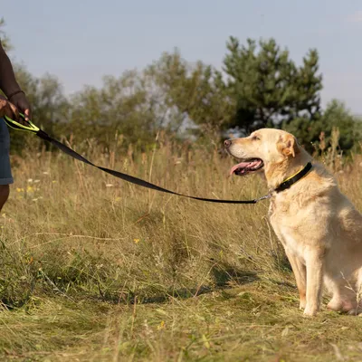 Ferplast Laisse pour chiens en nylon avec poignée ERGOFLUO G Ferplast Laisse pour chiens en nylon avec poignée ERGOFLUO G