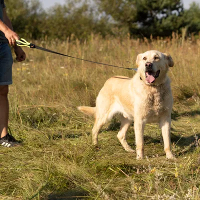 Ferplast Laisse pour chiens en nylon avec poignée ERGOFLUO G Ferplast Laisse pour chiens en nylon avec poignée ERGOFLUO G