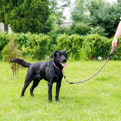 Ferplast Laisse pour chiens avec mousqueton automatique. TWIST MATIC G