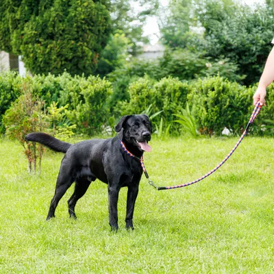 Ferplast Laisse pour chiens avec mousqueton automatique. TWIST MATIC G