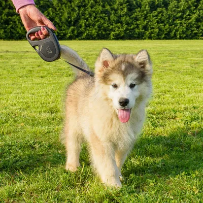 Ferplast Laisse extensible avec sangle extensible pour FLIPPY ONE TAPE