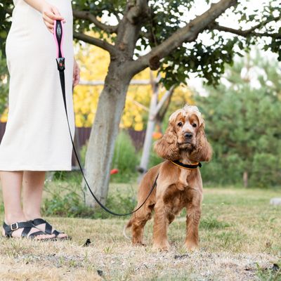 Ferplast Laisse pour chiens en nylon avec poignée ERGOFLUO G