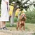 Ferplast Laisse pour chiens en nylon avec poignée ERGOFLUO G Ferplast Laisse pour chiens en nylon avec poignée ERGOFLUO G