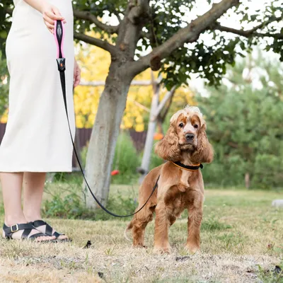 Ferplast Laisse pour chiens en nylon avec poignée ERGOFLUO G Ferplast Laisse pour chiens en nylon avec poignée ERGOFLUO G