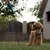 Ferplast Laisse pour chiens avec mousqueton innovant ERGOFLUO MATIC