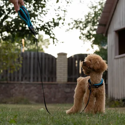 Ferplast Laisse pour chiens avec mousqueton innovant ERGOFLUO MATIC