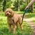 Ferplast Laisse pour chiens avec mousqueton innovant ERGOFLUO MATIC