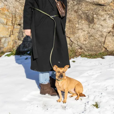 Ferplast Laisse en nylon pour le dressage des chiens. DAYTONA GA