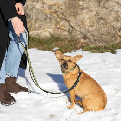 Ferplast Laisse en nylon pour le dressage des chiens. DAYTONA GA