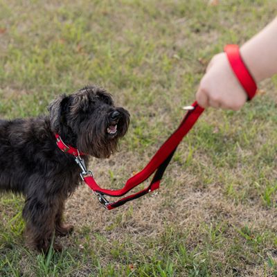 Ferplast Laisse en nylon pour le dressage des chiens. DAYTONA GA