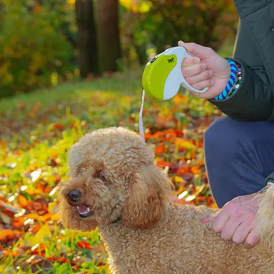 Ferplast Laisse rétractable avec cordon. 4 tailles et large choix de