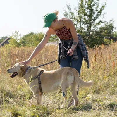 Ferplast Laisse en nylon pour le dressage des chiens. DAYTONA GA