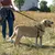 Ferplast Laisse en nylon pour le dressage des chiens. DAYTONA GA