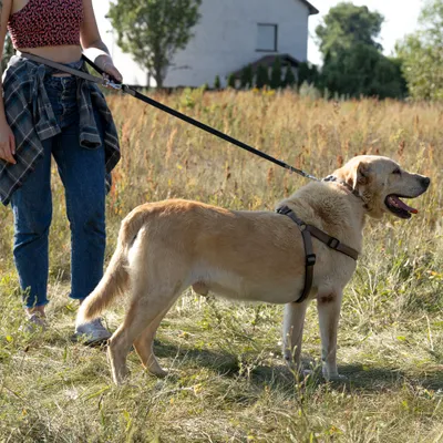 Ferplast Laisse en nylon pour le dressage des chiens. DAYTONA GA