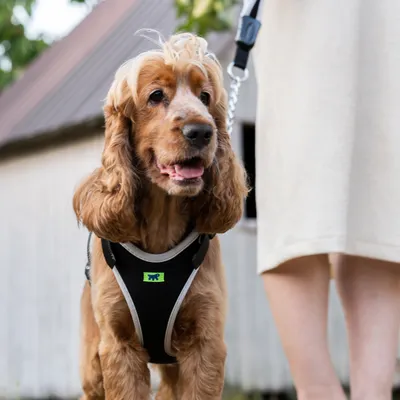 Ferplast Laisse avec poignée ergonomique et chaîne en métal ERGOCOMFORT