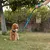 Ferplast Laisse de dressage pour chiens ERGOFLUO GA Ferplast Laisse de dressage pour chiens ERGOFLUO GA
