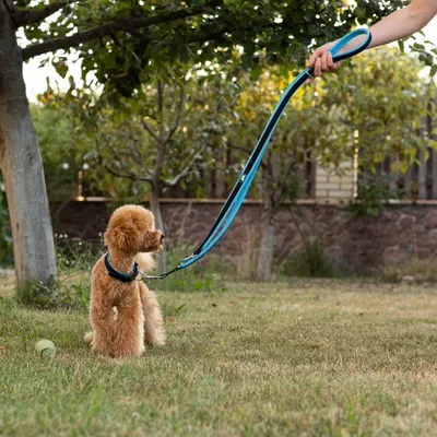 Ferplast Laisse de dressage pour chiens ERGOFLUO GA Ferplast Laisse de dressage pour chiens ERGOFLUO GA