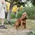 Ferplast Laisse pour chiens en nylon avec poignée ERGOFLUO G