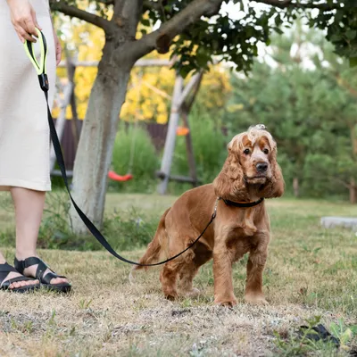 Ferplast Laisse pour chiens en nylon avec poignée ERGOFLUO G